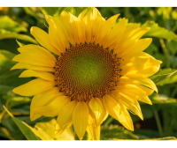 Sonnenblumengruppe