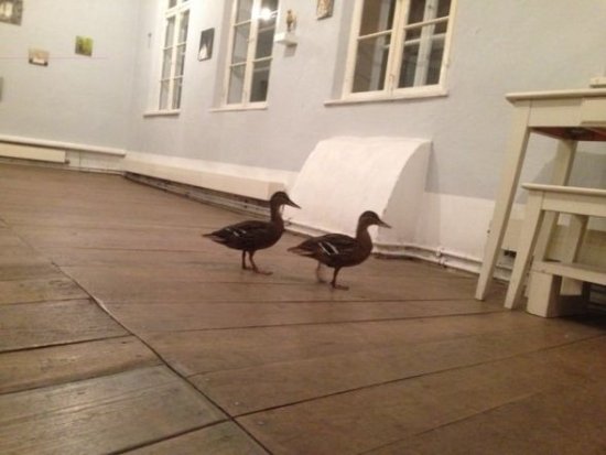 Zwei Enten besuchen das Bernsteinzimmer