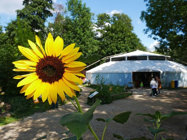 Erfahrungsfeld zur Entfaltung der Sinne - Erfahrungsfeld zur Entfaltung der Sinne Nahaufnahme einer Sonnenblume mit einem großen Zelt im Hintergrund