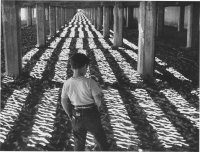 Szenenbild aus LITTLE FUGITIVE