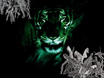 Copyright: Courtesy of Kick the Machine Films Szenenbild aus TROPICAL MALADY