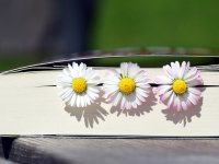 Ansicht eines zugeklappten Buchs auf den unteren Buchschnitt, als Lesezeichen sind 3 Gänseblümchen eingelegt, die Blüten schauen aus dem Buch heraus