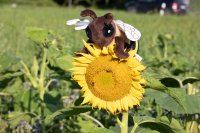 Bienenschwarm & Honigglück