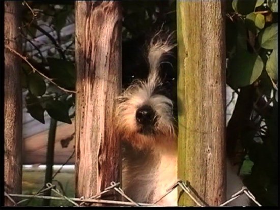 Ein kleiner Terrier steht wartend an einem Zaun.