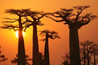 Große Elefantenbäume im Sonnenuntergang