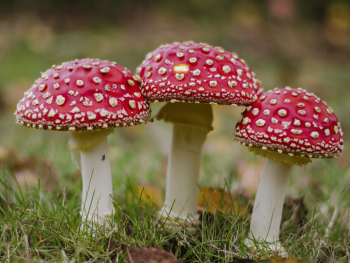 Bild zur Veranstaltung