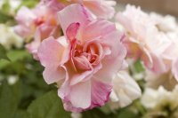 Bild zur Veranstaltung