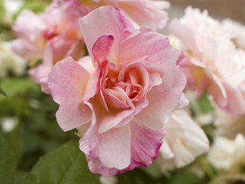 Bild zur Veranstaltung