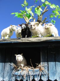 Vier weiße und ein schwarzes Schaf stehen auf dem Dach  einer Hütte. Darunter steht ein weißes Schaf.