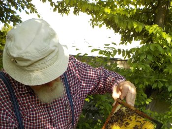 Ein Imker hält eine Wabe mit Bienen in der Hand