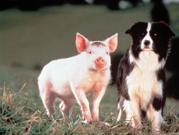 Copyright: Filmverleih
Szenenbild aus dem Film EIN SCHWEINCHEN NAMENS BABE