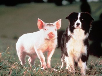 Copyright: Filmverleih Szenenbild aus dem Film EIN SCHWEINCHEN NAMENS BABE