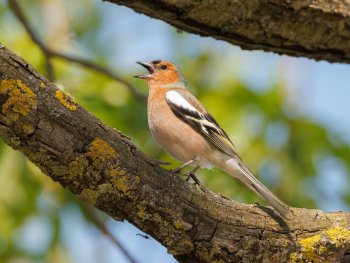 Copyright: Buchfink: Andreas Hartl (LBV Bildarchiv)
Bild zur Veranstaltung