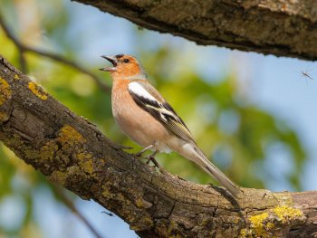 Copyright: Buchfink: Andreas Hartl (LBV Bildarchiv) Bild zur Veranstaltung