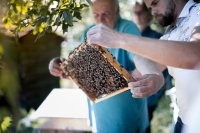 „Mit den Bienen durchs Jahr“  – Mehr als nur ein Imkerkurs in Erlangen