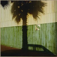 Schatten einer großen Palme an grün-weißer Wand