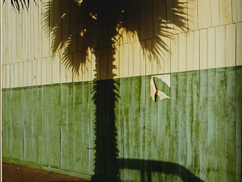 Schatten einer großen Palme an grün-weißer Wand