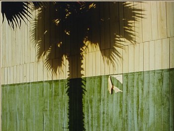 Foto: Lajos Keresztes
Schatten einer großen Palme an grün-weißer Wand