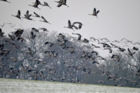 Zugvögel im Naturschutzgebiet Mohrhof