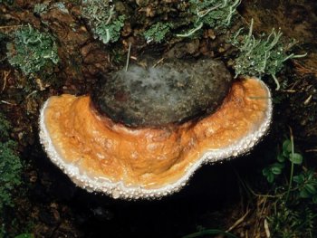 Bild zur Veranstaltung