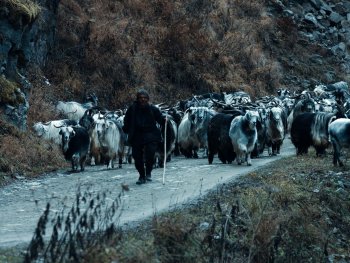 Szenenbild aus dem Film "Ziege501 - Keçi501"