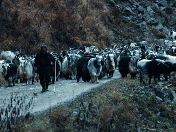 Szenenbild aus dem Film "Ziege501 - Keçi501"