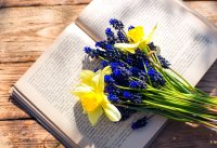 book and spring first  flowers in wooden background