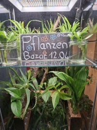 Flower- und Pflanzenbasar "Flazar"