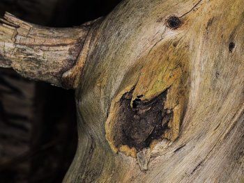 Foto: Willi Bette EFA
Bild zur Veranstaltung