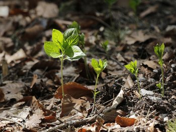 Foto: Dr Astrid Schirner
Bild zur Veranstaltung