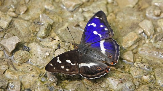Foto: Dr Astrid Schirner