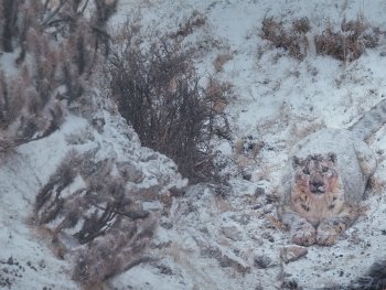 Copyright: Paprika Film
Szenenbild aus dem Film DER SCHNEELEOPARD