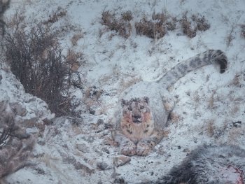 Copyright: Paprika Film Szenenbild aus dem Film DER SCHNEELEOPARD