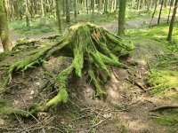 Auf Sinnesreise durch den Wald