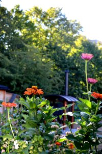 Zinnien mit Holzofen im Hintergrund