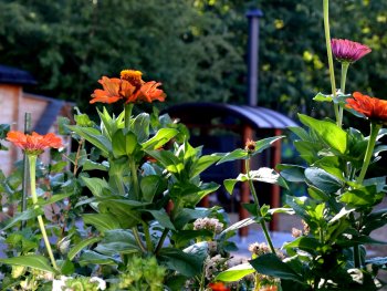 Zinnien mit Holzofen im Hintergrund