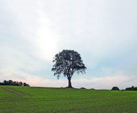 Ein einzelner Baum auf einem grünen Feld