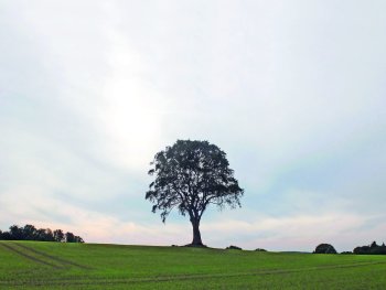 Ein einzelner Baum auf einem grünen Feld