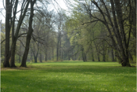 Eine Lichtung im Frühling.