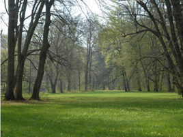 Eine Lichtung im Frühling.