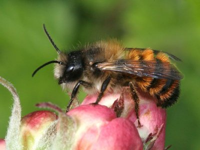 rote Mauerbiene auf Blüte