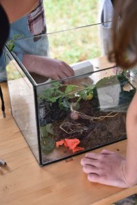 Kinder betrachten Insekten in einem Terrarium