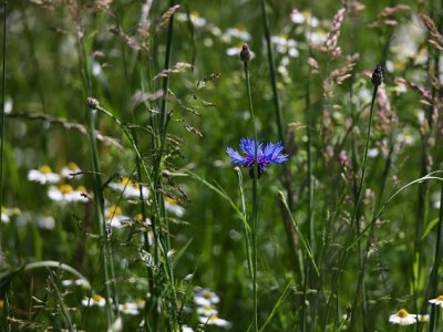 Auf einer Blumenwiese wachsen Wildkräuter.