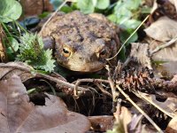 eine Kröte sitzt im Laub