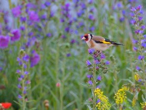 Ein Vogel sitzt auf einer Blüte