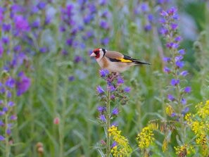 Ein Vogel sitzt auf einer Blüte