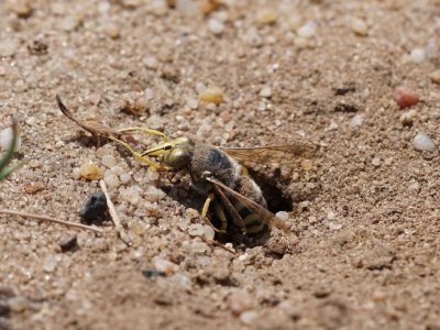 eine Sandbiene blickt aus ihrer Sandröhre im Boden