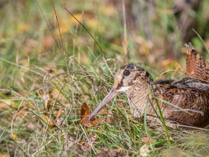 eine Waldschnepfe sitzt im Gras
