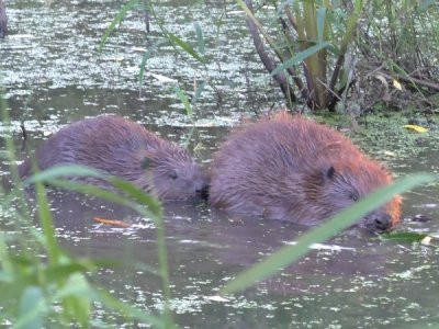 ein Jungbiber schwimmt hinter dem Mutterbiber