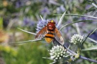 eine Wildbiene sitzt auf einer Blüte